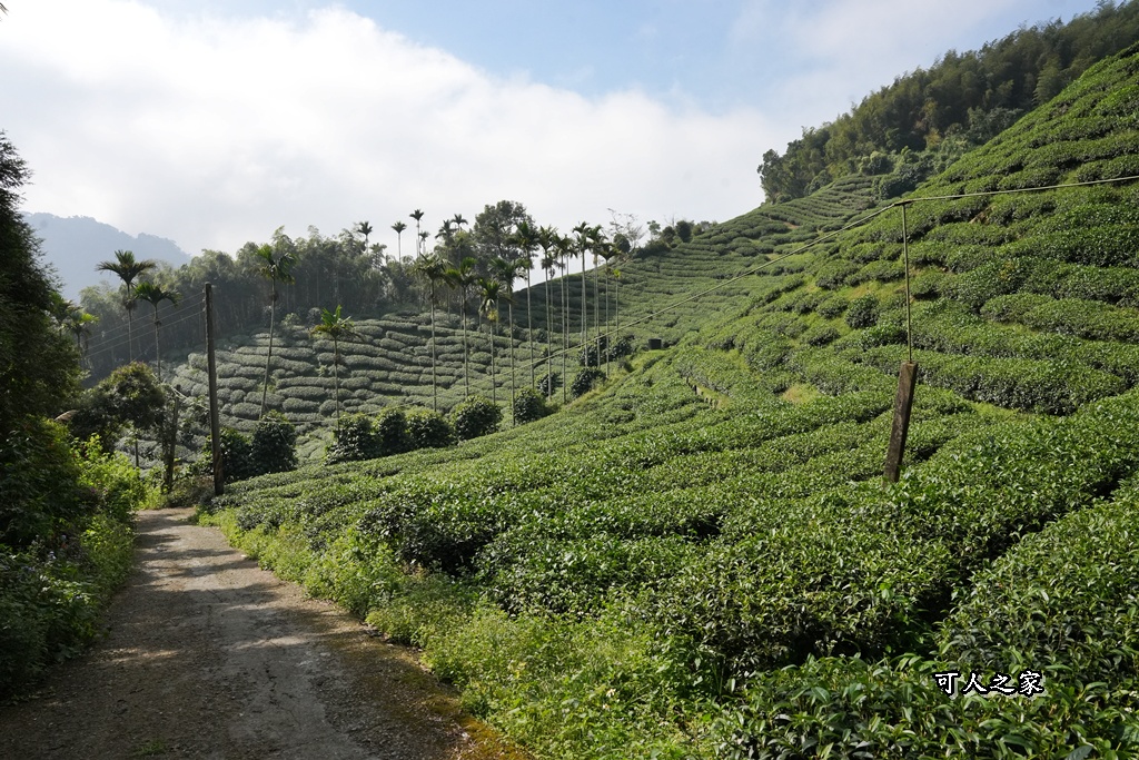 嘉義景點,嘉義梅山,太平雲梯,女性登山,小百岳#057,梨子腳山步道,登山步道,絕美山景,輕奢茶園,輕鬆攻頂