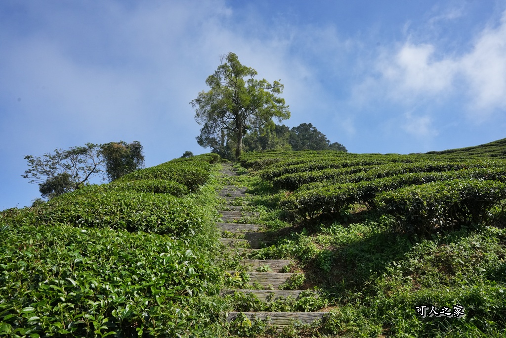 嘉義景點,嘉義梅山,太平雲梯,女性登山,小百岳#057,梨子腳山步道,登山步道,絕美山景,輕奢茶園,輕鬆攻頂
