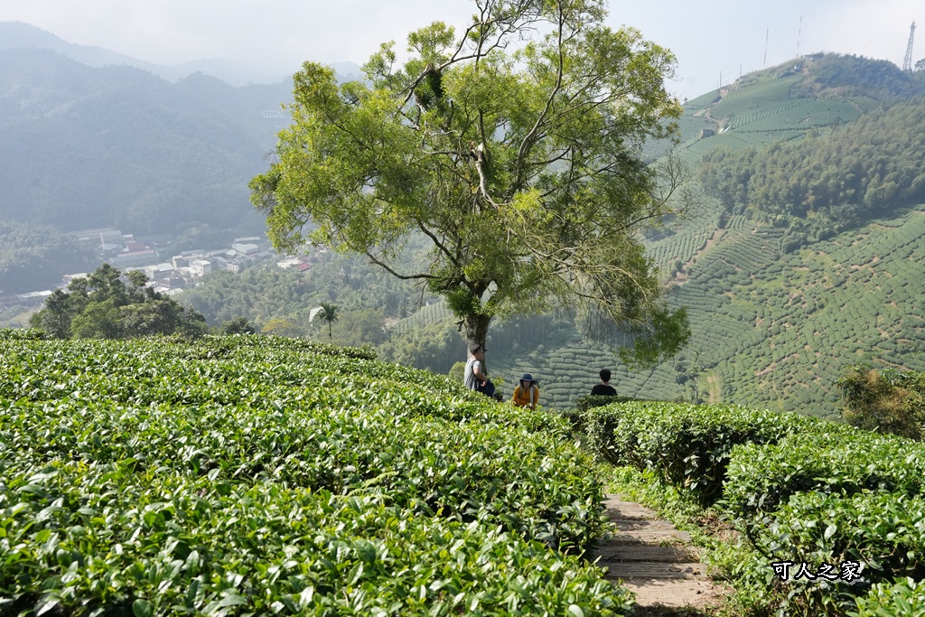嘉義景點,嘉義梅山,太平雲梯,女性登山,小百岳#057,梨子腳山步道,登山步道,絕美山景,輕奢茶園,輕鬆攻頂