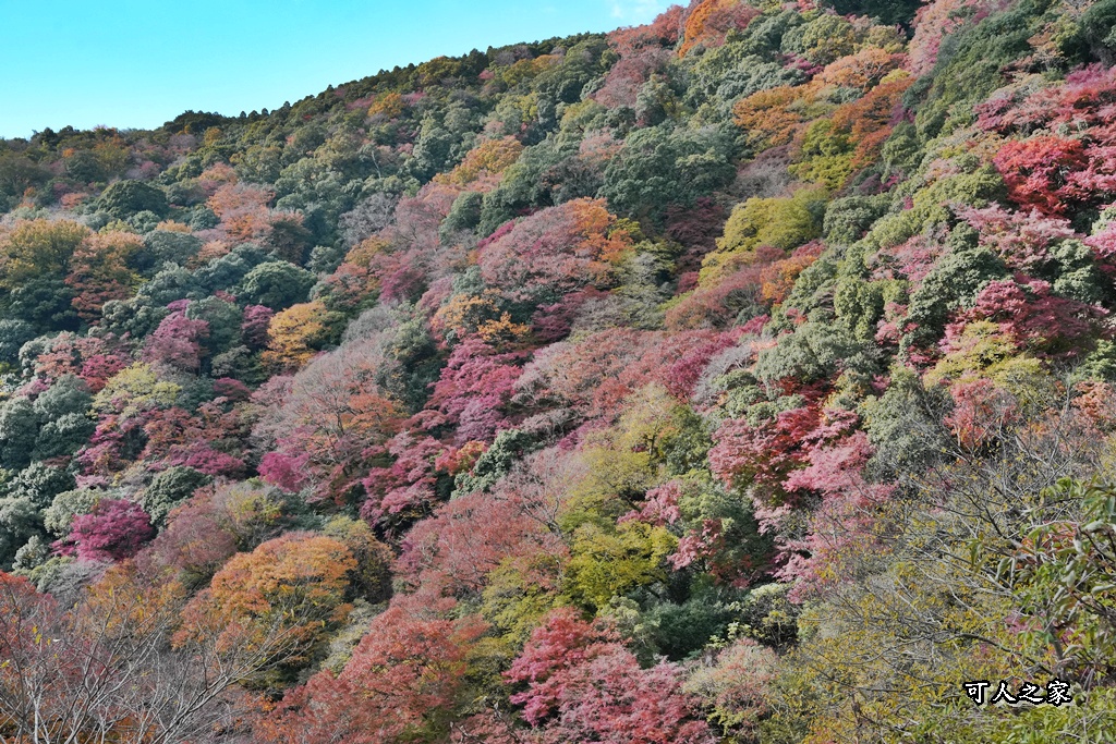 大阪箕面瀑布,大阪自由行,大阪賞楓景點,拍照打卡,日本秋季旅遊,楓葉見頃,瀧安寺紅橋,炸楓葉,箕面瀑布交通,箕面瀑布步道,賞楓攻略