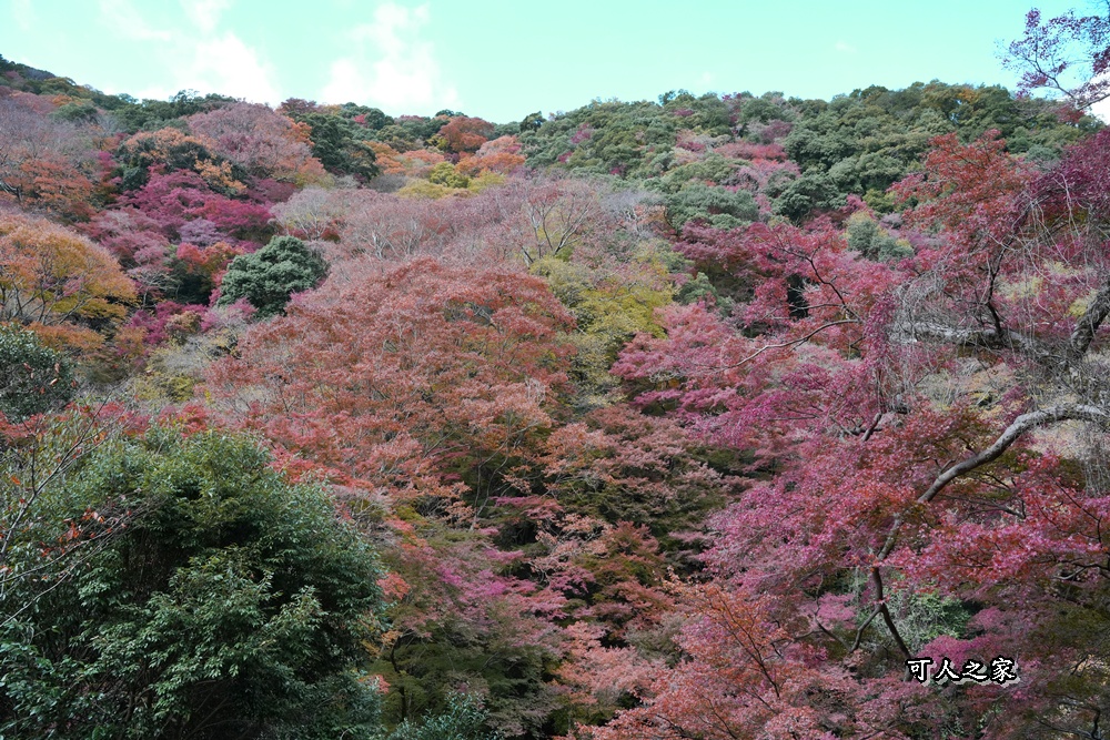 大阪箕面瀑布,大阪自由行,大阪賞楓景點,拍照打卡,日本秋季旅遊,楓葉見頃,瀧安寺紅橋,炸楓葉,箕面瀑布交通,箕面瀑布步道,賞楓攻略