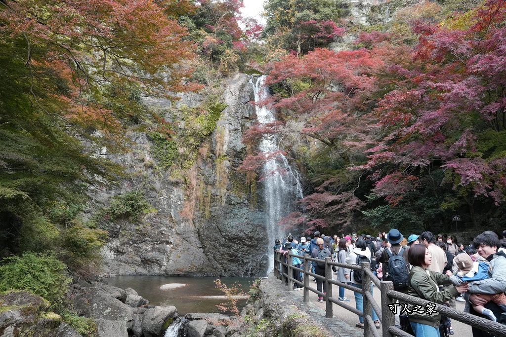 大阪箕面瀑布,大阪自由行,大阪賞楓景點,拍照打卡,日本秋季旅遊,楓葉見頃,瀧安寺紅橋,炸楓葉,箕面瀑布交通,箕面瀑布步道,賞楓攻略
