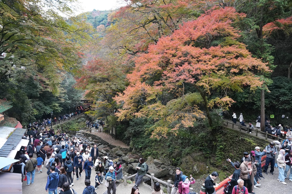 大阪箕面瀑布,大阪自由行,大阪賞楓景點,拍照打卡,日本秋季旅遊,楓葉見頃,瀧安寺紅橋,炸楓葉,箕面瀑布交通,箕面瀑布步道,賞楓攻略