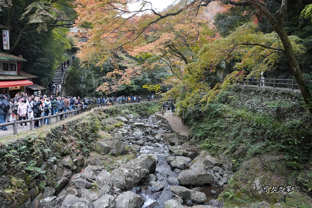 大阪箕面瀑布,大阪自由行,大阪賞楓景點,拍照打卡,日本秋季旅遊,楓葉見頃,瀧安寺紅橋,炸楓葉,箕面瀑布交通,箕面瀑布步道,賞楓攻略