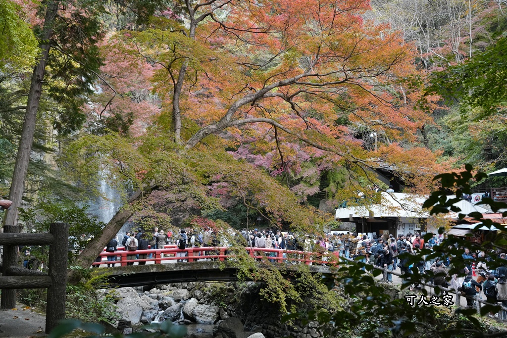 大阪箕面瀑布,大阪自由行,大阪賞楓景點,拍照打卡,日本秋季旅遊,楓葉見頃,瀧安寺紅橋,炸楓葉,箕面瀑布交通,箕面瀑布步道,賞楓攻略