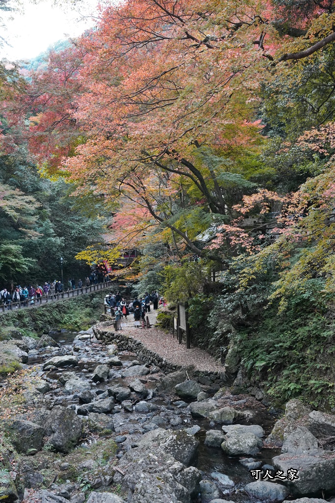 大阪箕面瀑布,大阪自由行,大阪賞楓景點,拍照打卡,日本秋季旅遊,楓葉見頃,瀧安寺紅橋,炸楓葉,箕面瀑布交通,箕面瀑布步道,賞楓攻略