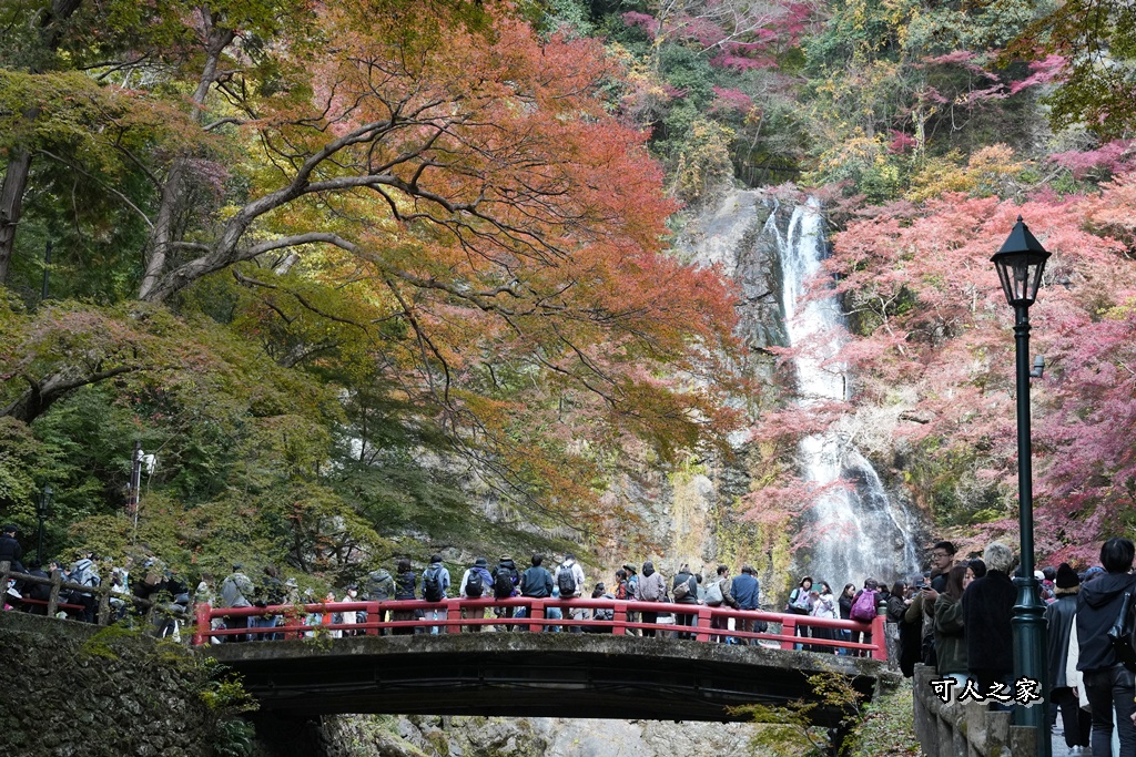 大阪箕面瀑布,大阪自由行,大阪賞楓景點,拍照打卡,日本秋季旅遊,楓葉見頃,瀧安寺紅橋,炸楓葉,箕面瀑布交通,箕面瀑布步道,賞楓攻略