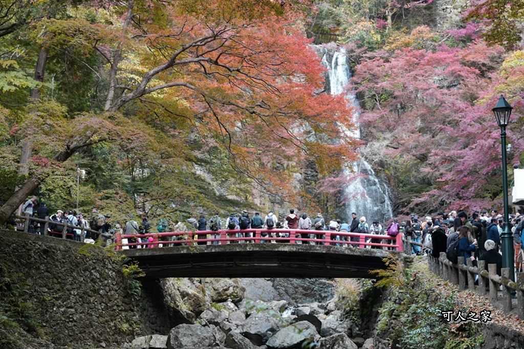 大阪箕面瀑布,大阪自由行,大阪賞楓景點,拍照打卡,日本秋季旅遊,楓葉見頃,瀧安寺紅橋,炸楓葉,箕面瀑布交通,箕面瀑布步道,賞楓攻略