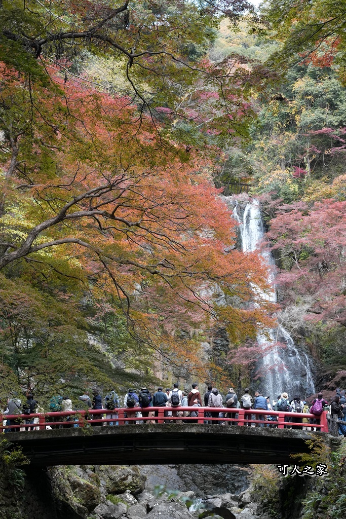 大阪箕面瀑布,大阪自由行,大阪賞楓景點,拍照打卡,日本秋季旅遊,楓葉見頃,瀧安寺紅橋,炸楓葉,箕面瀑布交通,箕面瀑布步道,賞楓攻略