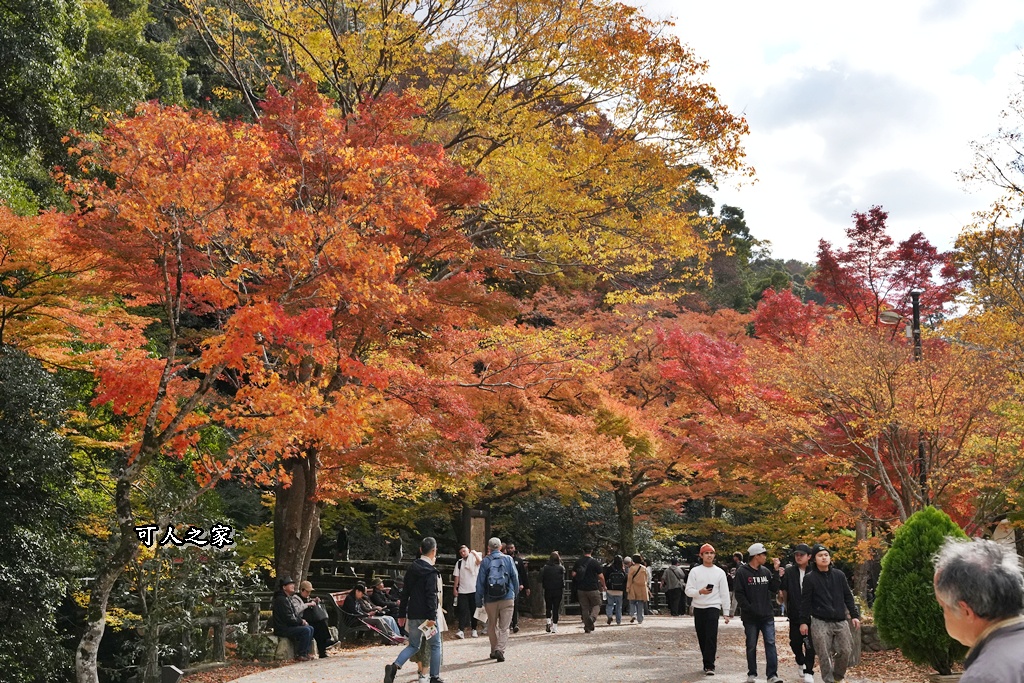 大阪箕面瀑布,大阪自由行,大阪賞楓景點,拍照打卡,日本秋季旅遊,楓葉見頃,瀧安寺紅橋,炸楓葉,箕面瀑布交通,箕面瀑布步道,賞楓攻略