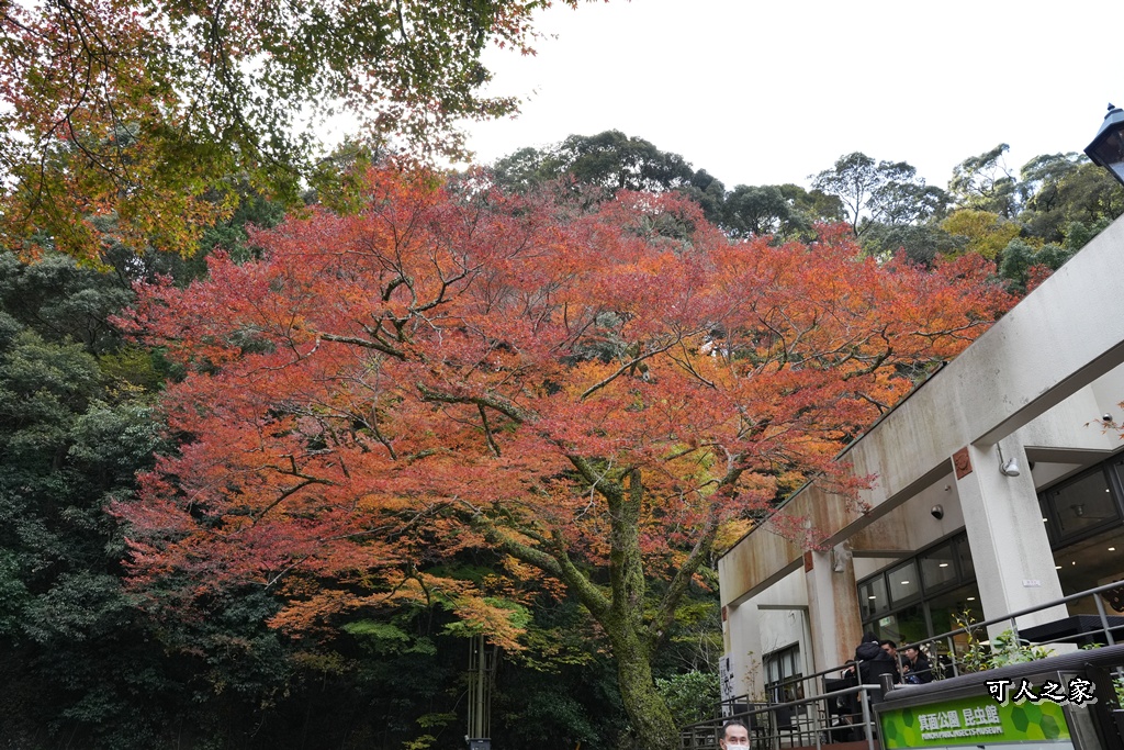 大阪箕面瀑布,大阪自由行,大阪賞楓景點,拍照打卡,日本秋季旅遊,楓葉見頃,瀧安寺紅橋,炸楓葉,箕面瀑布交通,箕面瀑布步道,賞楓攻略
