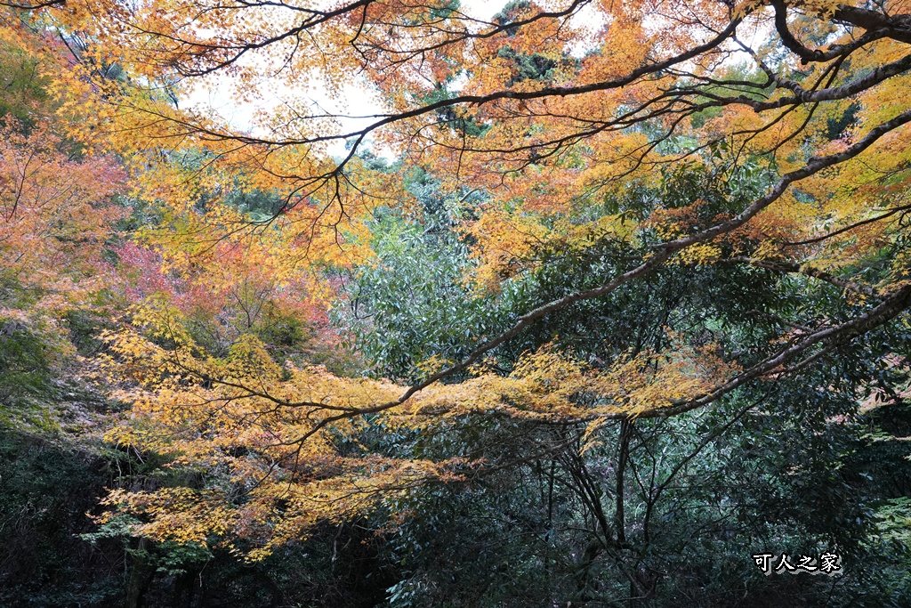 大阪箕面瀑布,大阪自由行,大阪賞楓景點,拍照打卡,日本秋季旅遊,楓葉見頃,瀧安寺紅橋,炸楓葉,箕面瀑布交通,箕面瀑布步道,賞楓攻略