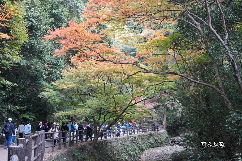 大阪箕面瀑布,大阪自由行,大阪賞楓景點,拍照打卡,日本秋季旅遊,楓葉見頃,瀧安寺紅橋,炸楓葉,箕面瀑布交通,箕面瀑布步道,賞楓攻略