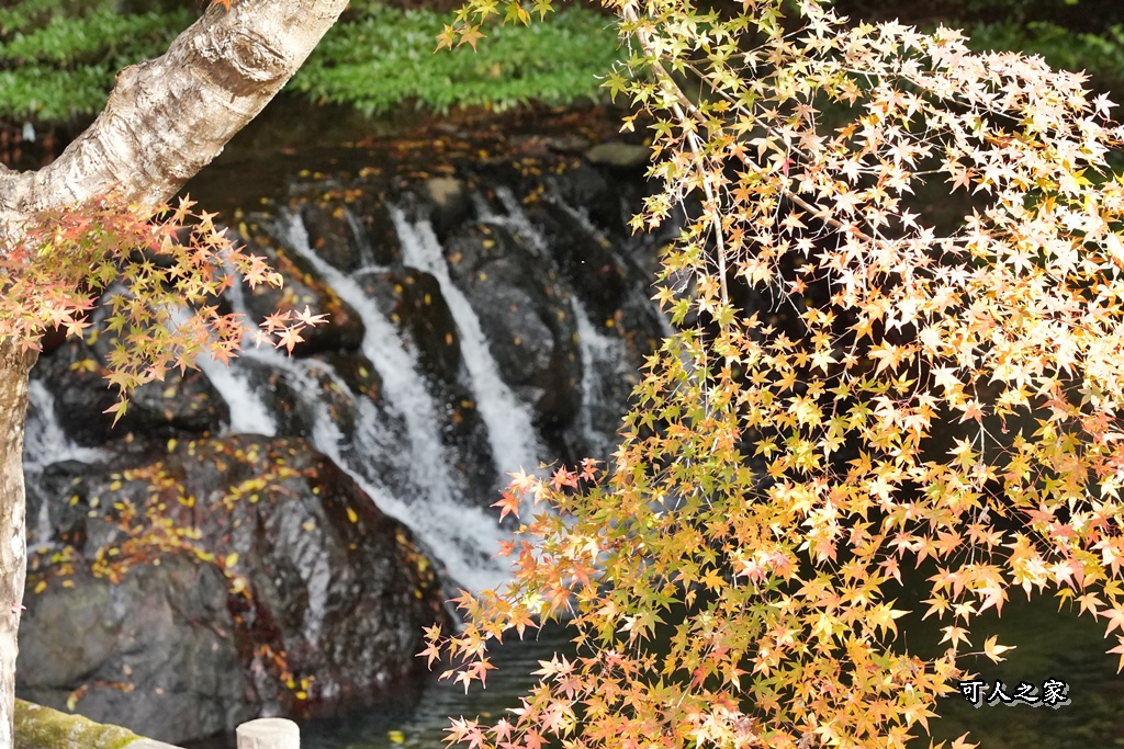 大阪箕面瀑布,大阪自由行,大阪賞楓景點,拍照打卡,日本秋季旅遊,楓葉見頃,瀧安寺紅橋,炸楓葉,箕面瀑布交通,箕面瀑布步道,賞楓攻略