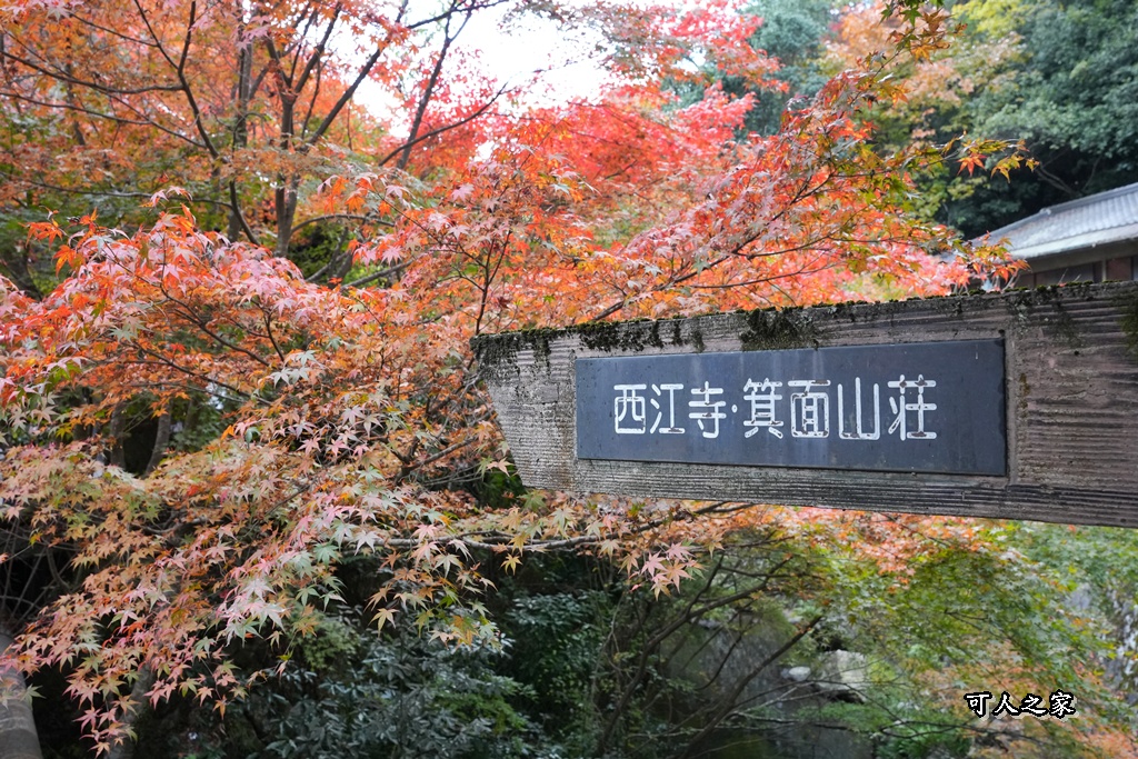 大阪箕面瀑布,大阪自由行,大阪賞楓景點,拍照打卡,日本秋季旅遊,楓葉見頃,瀧安寺紅橋,炸楓葉,箕面瀑布交通,箕面瀑布步道,賞楓攻略