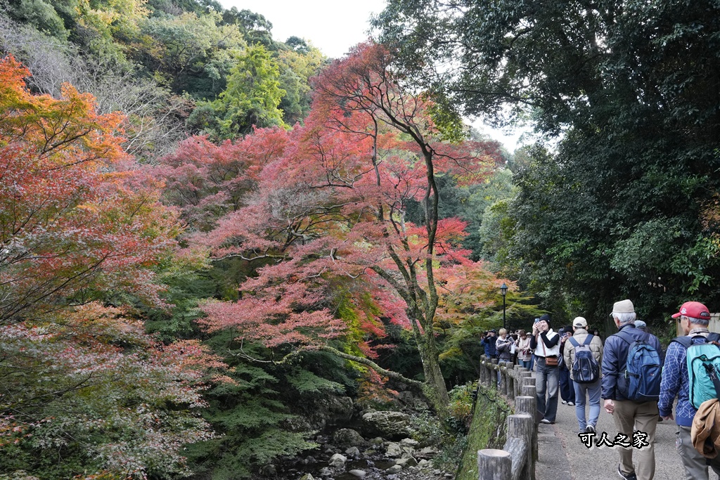 大阪箕面瀑布,大阪自由行,大阪賞楓景點,拍照打卡,日本秋季旅遊,楓葉見頃,瀧安寺紅橋,炸楓葉,箕面瀑布交通,箕面瀑布步道,賞楓攻略