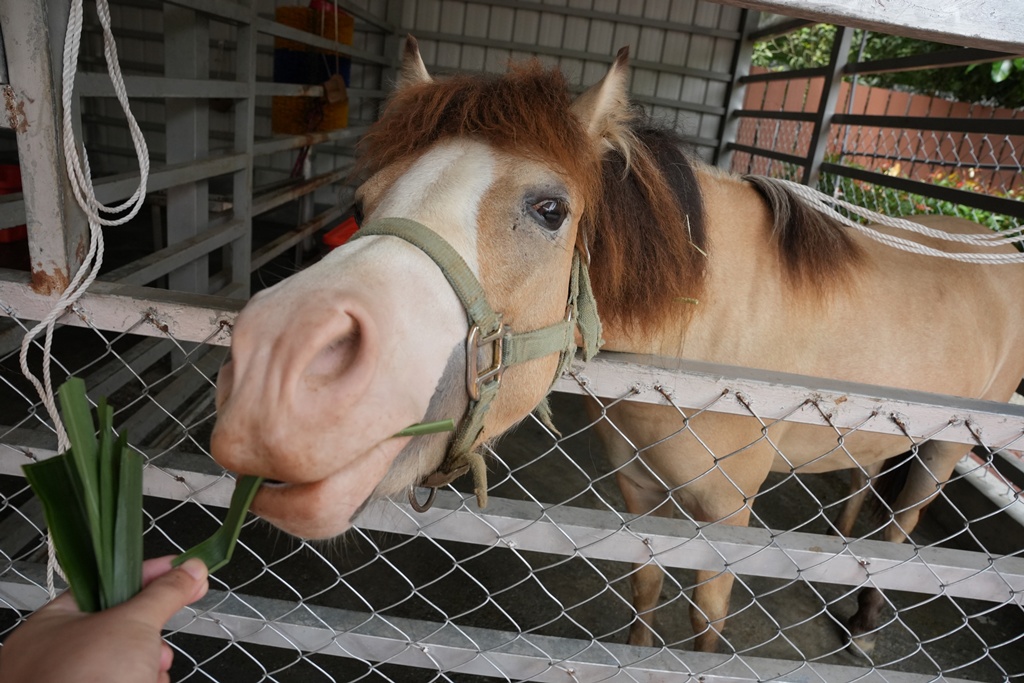 南投親子景點,埔里景點,埔里水与松萌萌園,拍照打卡,果凍,水豚君,茶葉蛋,草泥馬,門票優惠,餵動物
