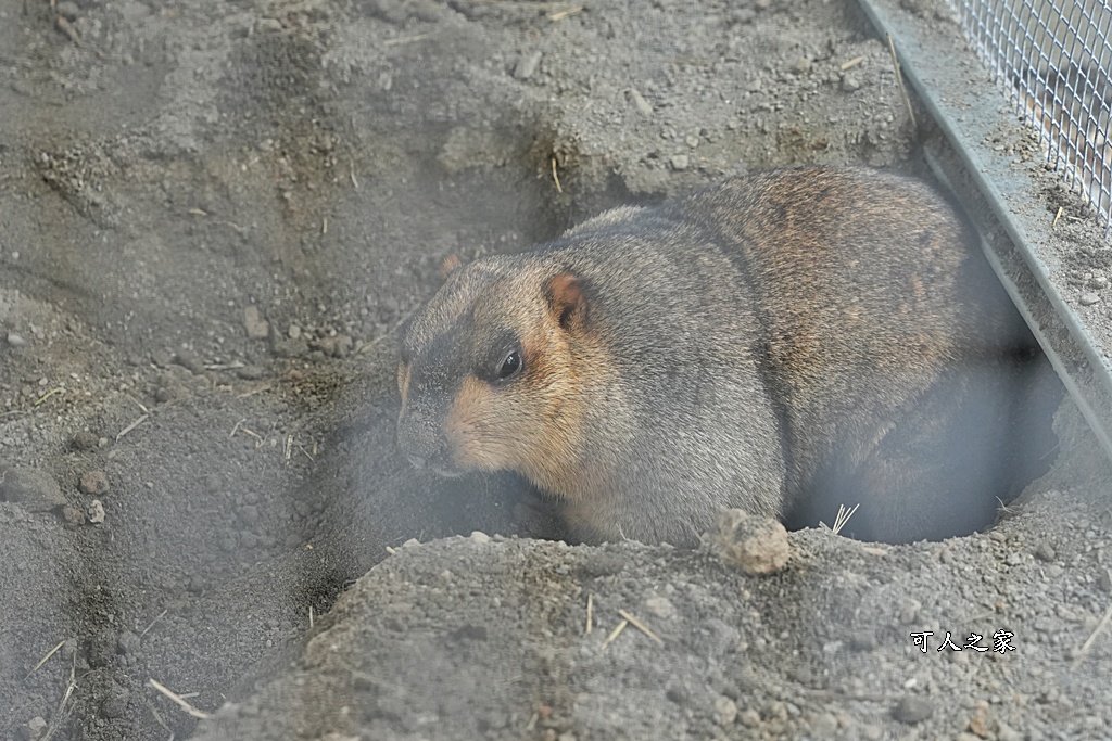 南投親子景點,埔里景點,埔里水与松萌萌園,拍照打卡,果凍,水豚君,茶葉蛋,草泥馬,門票優惠,餵動物
