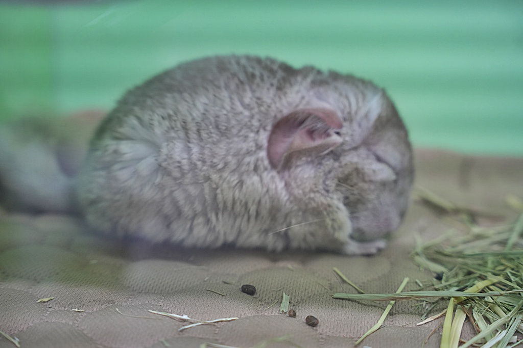 南投親子景點,埔里景點,埔里水与松萌萌園,拍照打卡,果凍,水豚君,茶葉蛋,草泥馬,門票優惠,餵動物