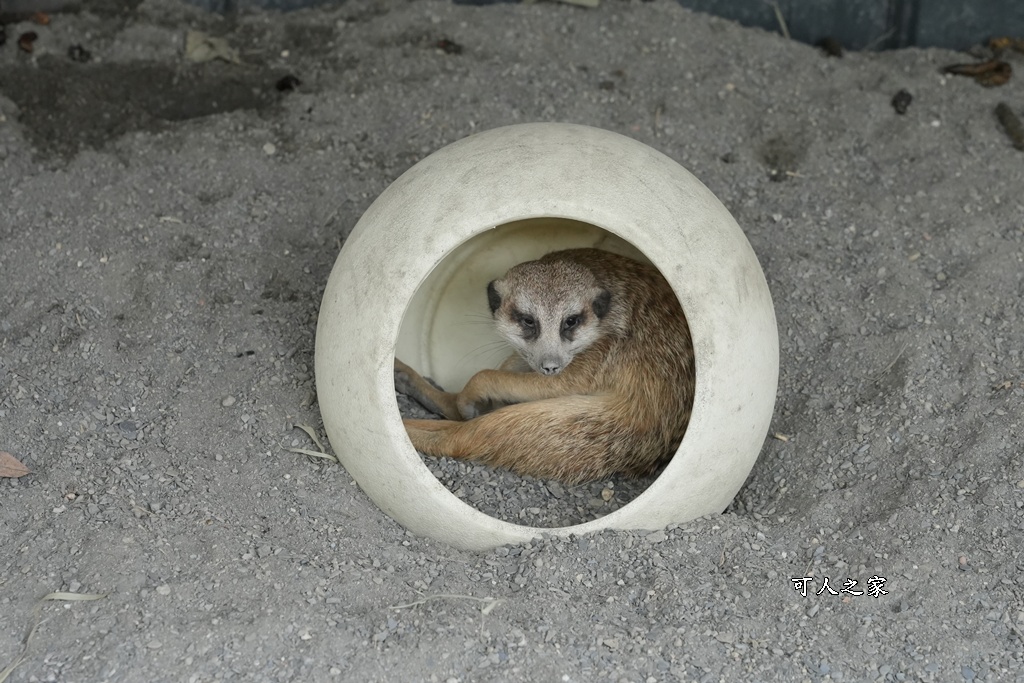 南投親子景點,埔里景點,埔里水与松萌萌園,拍照打卡,果凍,水豚君,茶葉蛋,草泥馬,門票優惠,餵動物