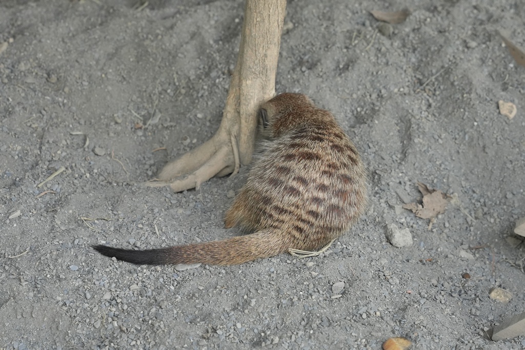 南投親子景點,埔里景點,埔里水与松萌萌園,拍照打卡,果凍,水豚君,茶葉蛋,草泥馬,門票優惠,餵動物