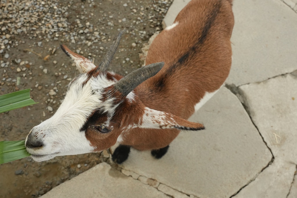 南投親子景點,埔里景點,埔里水与松萌萌園,拍照打卡,果凍,水豚君,茶葉蛋,草泥馬,門票優惠,餵動物