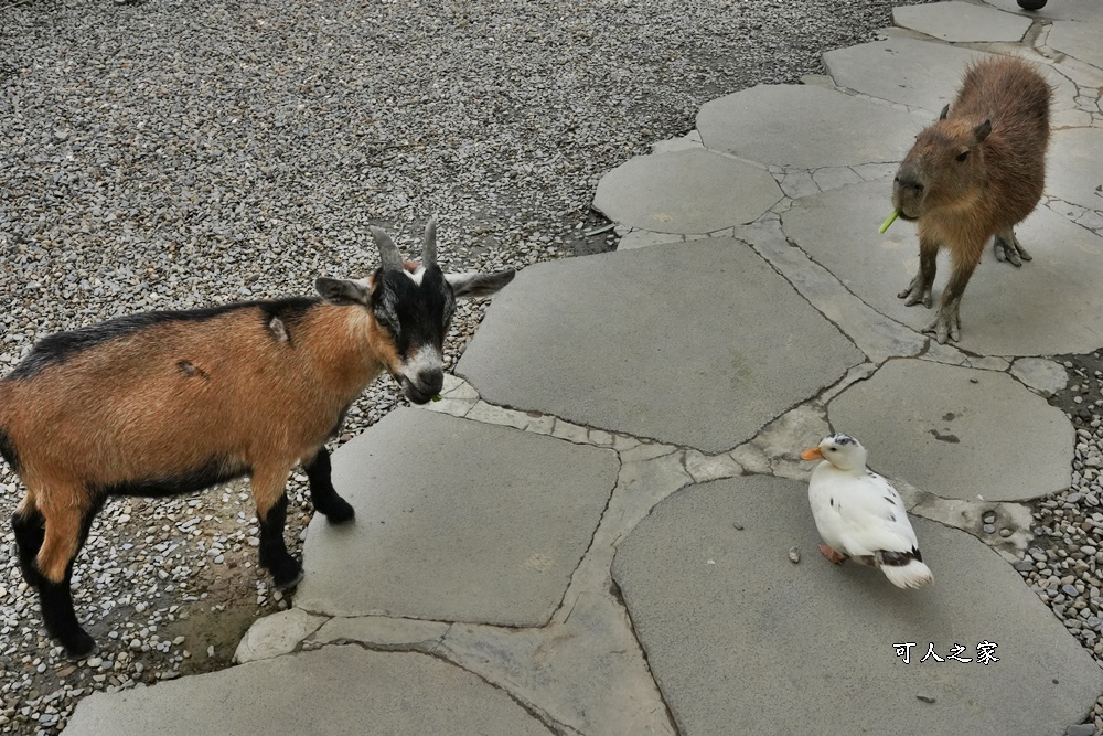 南投親子景點,埔里景點,埔里水与松萌萌園,拍照打卡,果凍,水豚君,茶葉蛋,草泥馬,門票優惠,餵動物