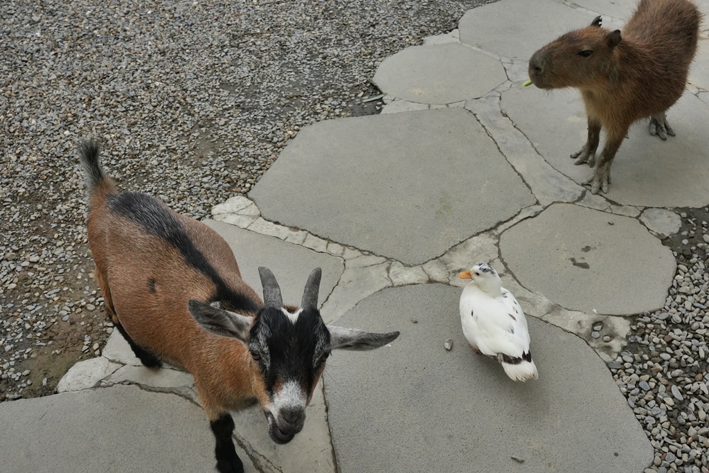 南投親子景點,埔里景點,埔里水与松萌萌園,拍照打卡,果凍,水豚君,茶葉蛋,草泥馬,門票優惠,餵動物