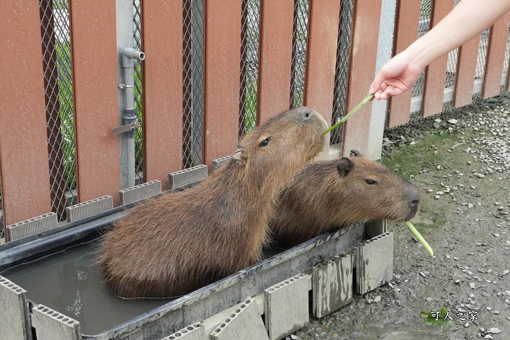 南投親子景點,埔里景點,埔里水与松萌萌園,拍照打卡,果凍,水豚君,茶葉蛋,草泥馬,門票優惠,餵動物