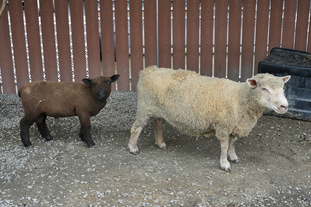 南投親子景點,埔里景點,埔里水与松萌萌園,拍照打卡,果凍,水豚君,茶葉蛋,草泥馬,門票優惠,餵動物