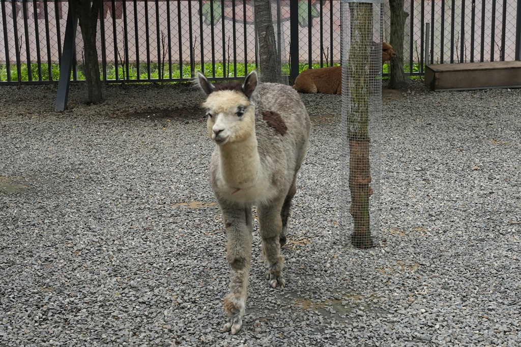 南投親子景點,埔里景點,埔里水与松萌萌園,拍照打卡,果凍,水豚君,茶葉蛋,草泥馬,門票優惠,餵動物