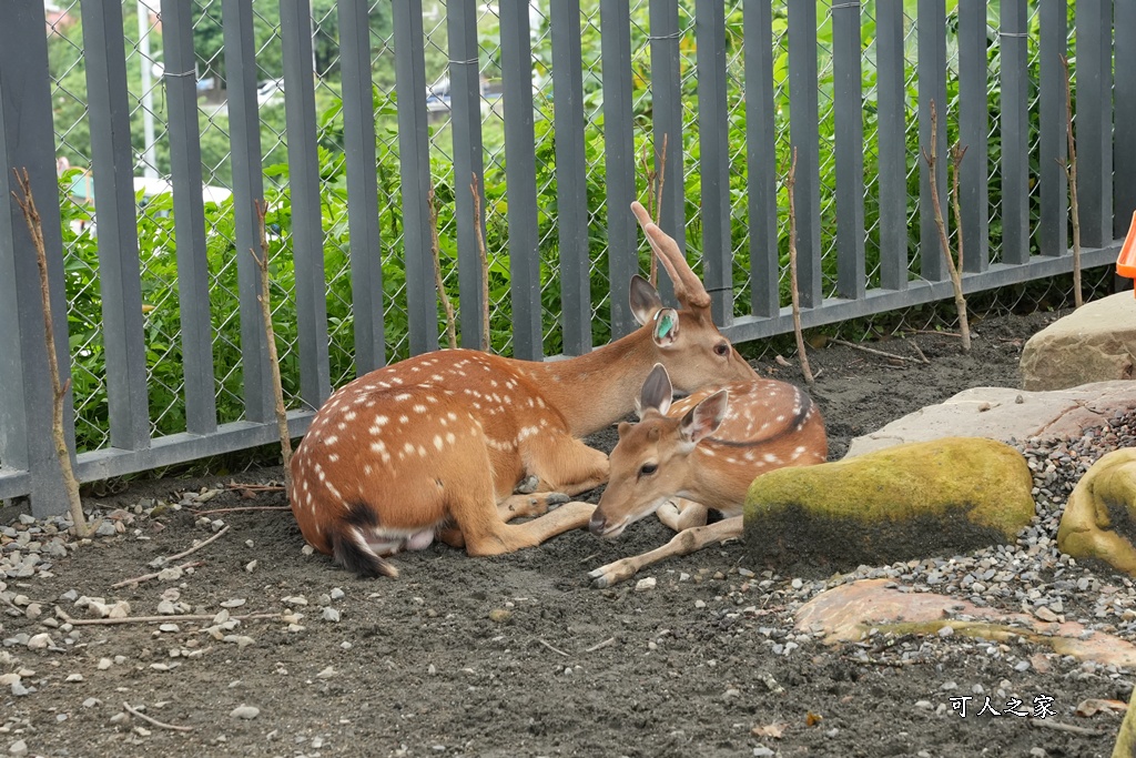 南投親子景點,埔里景點,埔里水与松萌萌園,拍照打卡,果凍,水豚君,茶葉蛋,草泥馬,門票優惠,餵動物