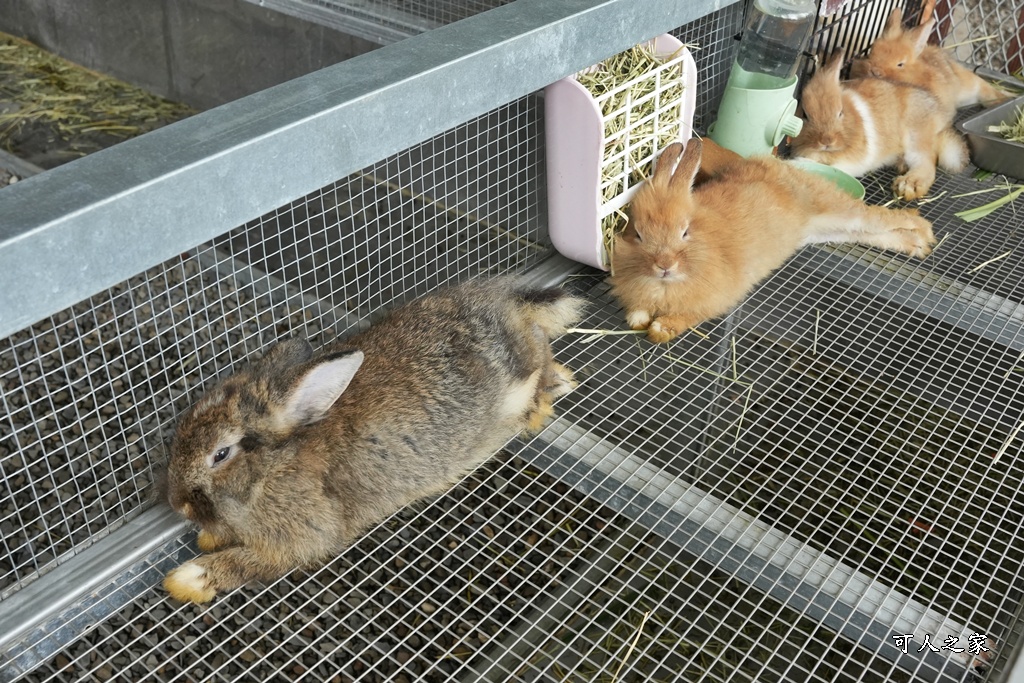 南投親子景點,埔里景點,埔里水与松萌萌園,拍照打卡,果凍,水豚君,茶葉蛋,草泥馬,門票優惠,餵動物