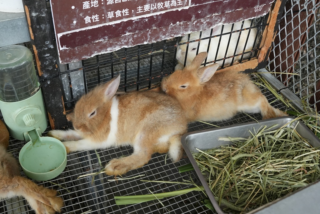 南投親子景點,埔里景點,埔里水与松萌萌園,拍照打卡,果凍,水豚君,茶葉蛋,草泥馬,門票優惠,餵動物