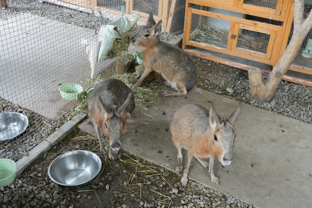 南投親子景點,埔里景點,埔里水与松萌萌園,拍照打卡,果凍,水豚君,茶葉蛋,草泥馬,門票優惠,餵動物