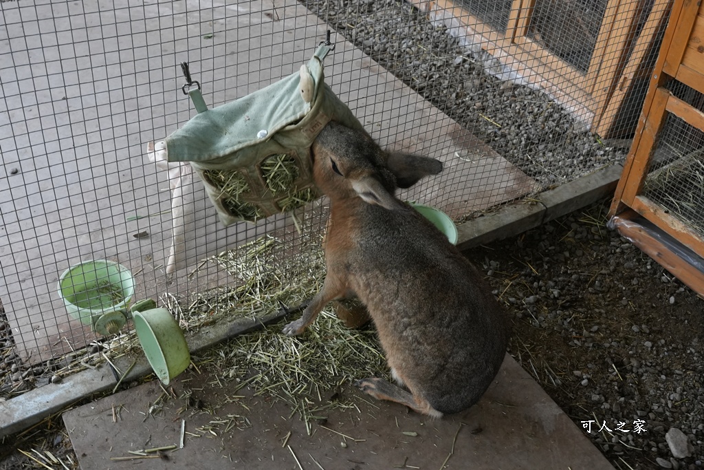 南投親子景點,埔里景點,埔里水与松萌萌園,拍照打卡,果凍,水豚君,茶葉蛋,草泥馬,門票優惠,餵動物