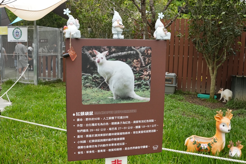 南投親子景點,埔里景點,埔里水与松萌萌園,拍照打卡,果凍,水豚君,茶葉蛋,草泥馬,門票優惠,餵動物