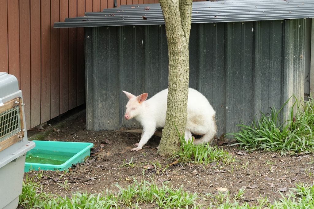 南投親子景點,埔里景點,埔里水与松萌萌園,拍照打卡,果凍,水豚君,茶葉蛋,草泥馬,門票優惠,餵動物