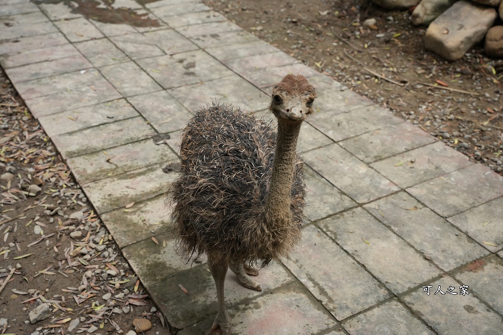 南投親子景點,埔里景點,埔里水与松萌萌園,拍照打卡,果凍,水豚君,茶葉蛋,草泥馬,門票優惠,餵動物