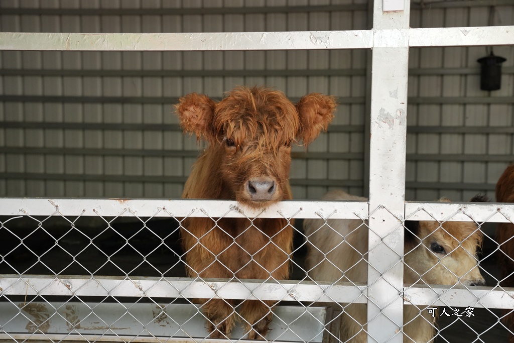 南投親子景點,埔里景點,埔里水与松萌萌園,拍照打卡,果凍,水豚君,茶葉蛋,草泥馬,門票優惠,餵動物