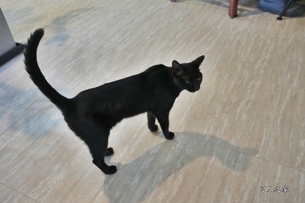 仙人指路咖啡,台南七股,台南下午茶,台南秘境咖啡,寧靜咖啡廳,寵物友善,庭園咖啡,漁村,白色貨櫃屋,自家烘焙咖啡