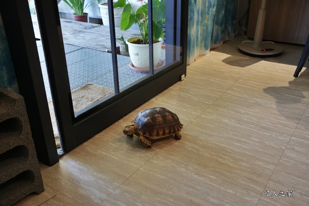 仙人指路咖啡,台南七股,台南下午茶,台南秘境咖啡,寧靜咖啡廳,寵物友善,庭園咖啡,漁村,白色貨櫃屋,自家烘焙咖啡