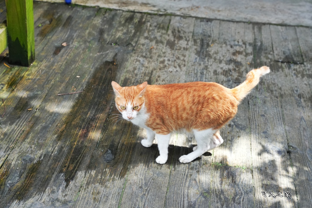 175咖啡公路,180度山景,停車場,台南咖啡廳,台南旅遊推薦,台南景觀餐廳,台南秘境,台南約會,台南美食,咖啡公路景點,咖啡果露雞腿鍋,大鋤花間,大鋤花間咖啡生態農場,室內用餐,寵物友善（雖然原文沒強調寵物可入，但有貓咪可暗示友好度）,山景咖啡廳,心靈療癒,戶外用餐,放鬆,東山咖啡,東山景觀餐廳,東山美食,樹屋餐廳,浪漫花園,療癒秘境,網美打卡,親子景點,韓式泡菜鍋,預約