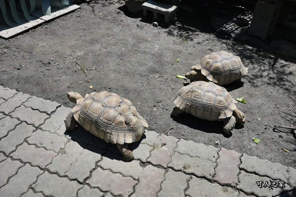 南投文心園,南投景點,南投秘境,南投美食,南投花園餐廳,拍照景點,文化園藝店,文心園,歐式建築,歐風莊園,異國情調,絕美花園餐廳,網美打卡必訪,陸龜