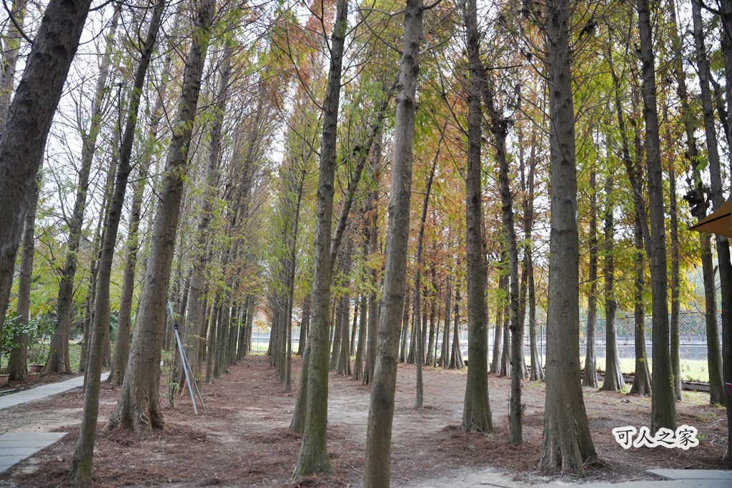 ST workshop,假日限定,台中外埔咖啡廳,台中秘境,城市充電,外埔景點,手作點心,放鬆景點,田園咖啡,落羽松咖啡