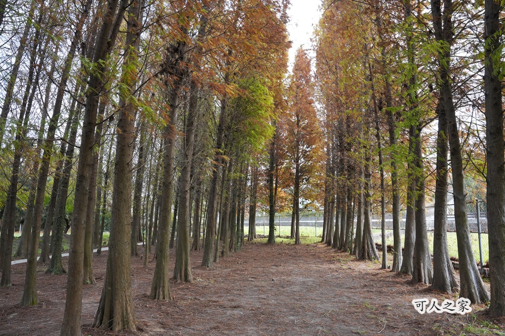 ST workshop,假日限定,台中外埔咖啡廳,台中秘境,城市充電,外埔景點,手作點心,放鬆景點,田園咖啡,落羽松咖啡