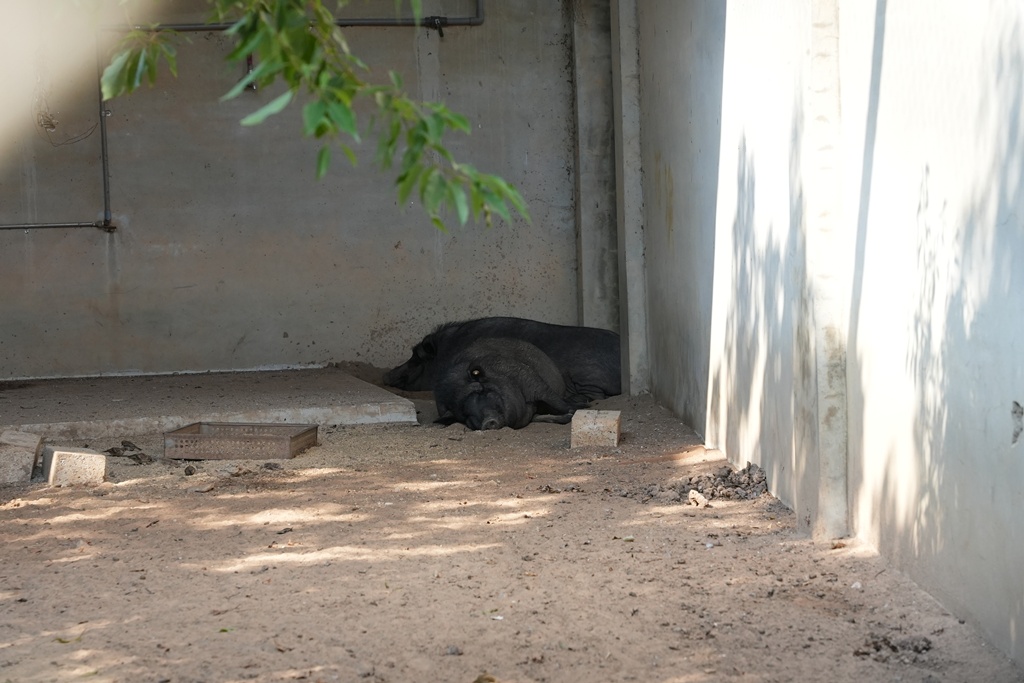 布拉安格園區,金牪餐廳,金門一日遊,金門免門票,金門動物園,金門好玩,金門打卡景點,金門旅遊,金門景點,金門溜滑梯,金門畜產試驗所,金門縣畜產試驗所,金門美食,金門親子景點,金門餵動物 布拉安格園區,金牪餐廳,金門一日遊,金門免門票,金門動物園,金門好玩,金門打卡景點,金門旅遊,金門景點,金門溜滑梯,金門畜產試驗所,金門縣畜產試驗所,金門美食,金門親子景點,金門餵動物