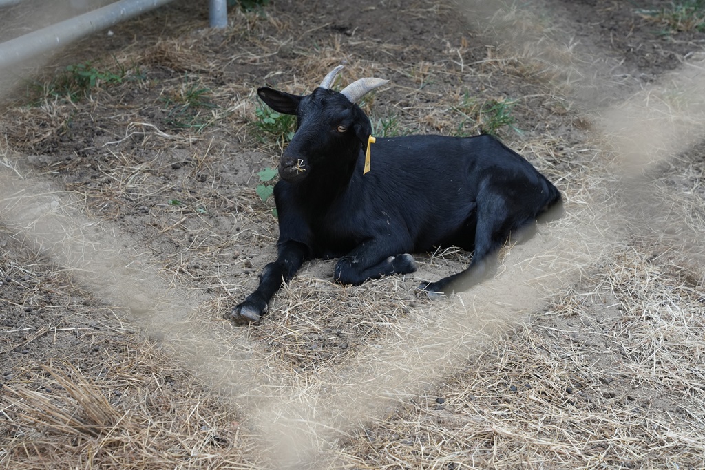 布拉安格園區,金牪餐廳,金門一日遊,金門免門票,金門動物園,金門好玩,金門打卡景點,金門旅遊,金門景點,金門溜滑梯,金門畜產試驗所,金門縣畜產試驗所,金門美食,金門親子景點,金門餵動物 布拉安格園區,金牪餐廳,金門一日遊,金門免門票,金門動物園,金門好玩,金門打卡景點,金門旅遊,金門景點,金門溜滑梯,金門畜產試驗所,金門縣畜產試驗所,金門美食,金門親子景點,金門餵動物