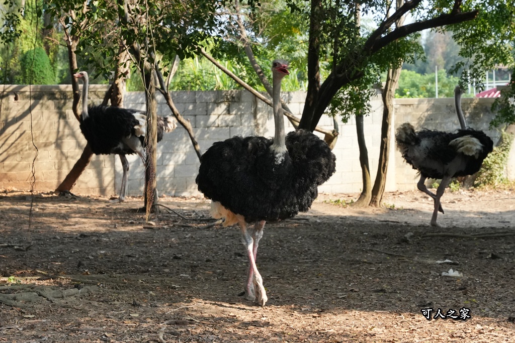 布拉安格園區,金牪餐廳,金門一日遊,金門免門票,金門動物園,金門好玩,金門打卡景點,金門旅遊,金門景點,金門溜滑梯,金門畜產試驗所,金門縣畜產試驗所,金門美食,金門親子景點,金門餵動物 布拉安格園區,金牪餐廳,金門一日遊,金門免門票,金門動物園,金門好玩,金門打卡景點,金門旅遊,金門景點,金門溜滑梯,金門畜產試驗所,金門縣畜產試驗所,金門美食,金門親子景點,金門餵動物