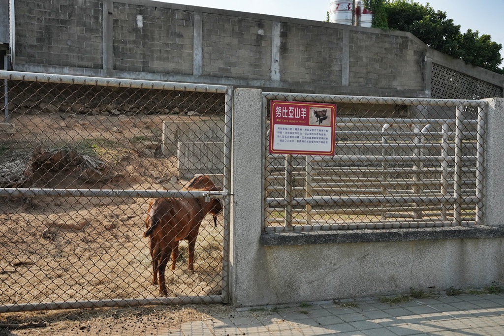 布拉安格園區,金牪餐廳,金門一日遊,金門免門票,金門動物園,金門好玩,金門打卡景點,金門旅遊,金門景點,金門溜滑梯,金門畜產試驗所,金門縣畜產試驗所,金門美食,金門親子景點,金門餵動物 布拉安格園區,金牪餐廳,金門一日遊,金門免門票,金門動物園,金門好玩,金門打卡景點,金門旅遊,金門景點,金門溜滑梯,金門畜產試驗所,金門縣畜產試驗所,金門美食,金門親子景點,金門餵動物